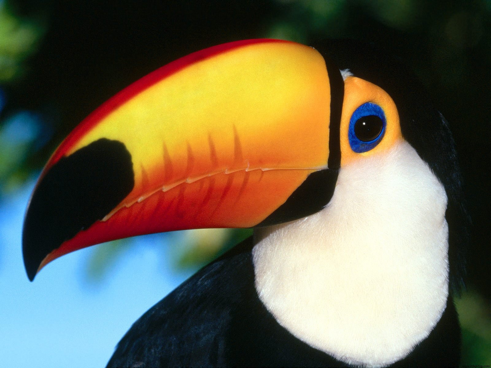 Toco Toucan6524817641